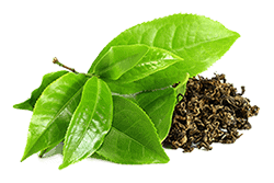 Suchy wyciąg z liści zielonej herbaty